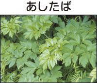 あしたば
