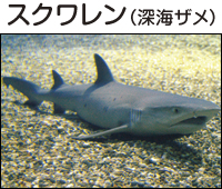 スクワレン（深海ザメ）