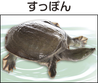 すっぽん