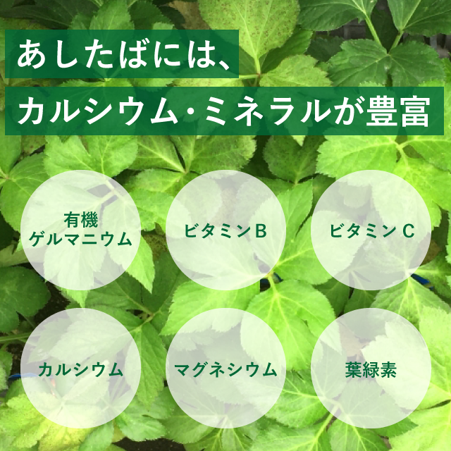 あしたば茶ティーバッグ