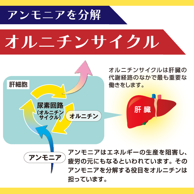 オルニチンと滋養八撰